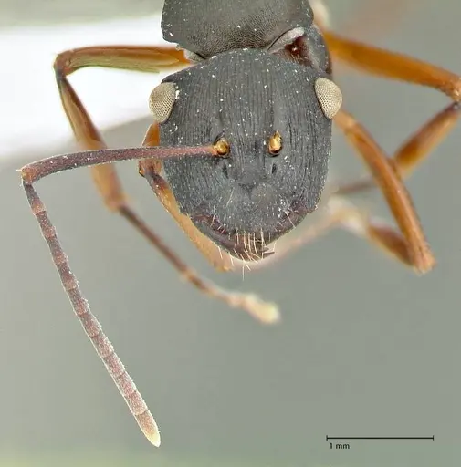 Polyrhachis creusa - FOCOL2542-2