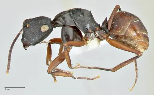 Polyrhachis creusa - FOCOL2542-2