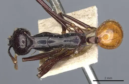Polyrhachis croceiventris specimen