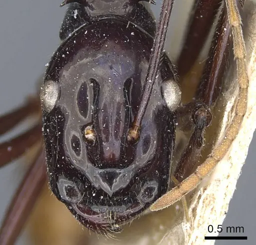 Polyrhachis croceiventris specimen
