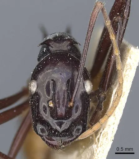 Polyrhachis croceiventris specimen