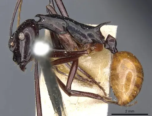 Polyrhachis croceiventris - CASENT0905598