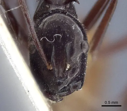 Polyrhachis croceiventris - CASENT0916634