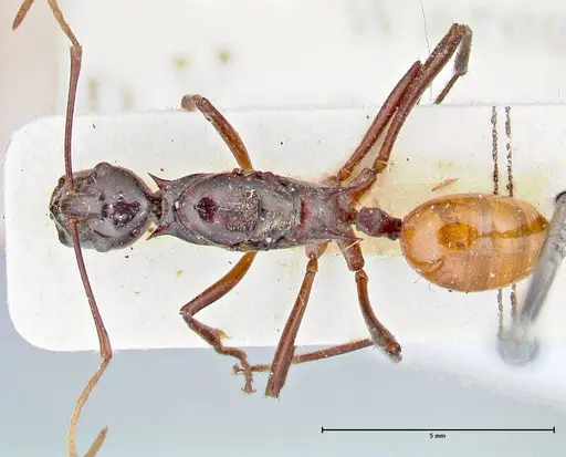 Polyrhachis croceiventris - FOCOL2665