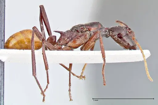 Polyrhachis croceiventris - FOCOL2665