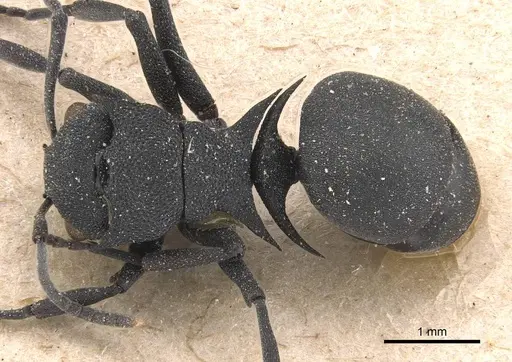 Polyrhachis cryptoceroides specimen