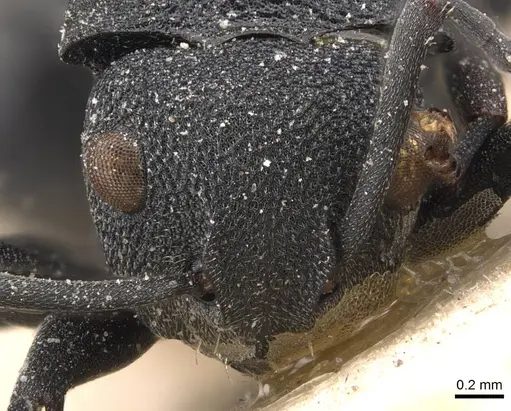 Polyrhachis cryptoceroides specimen