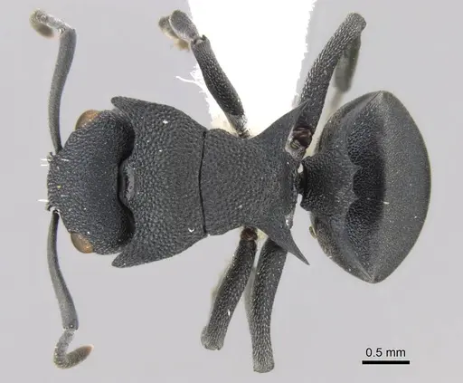Polyrhachis cryptoceroides - CASENT0906756