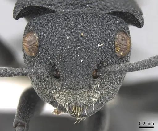 Polyrhachis cryptoceroides - CASENT0906756