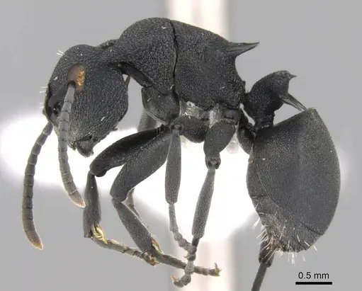 Polyrhachis cryptoceroides - CASENT0906756