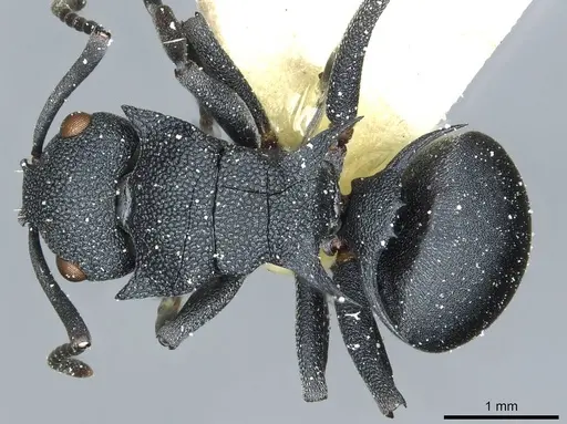 Polyrhachis cryptoceroides - CASENT0912091