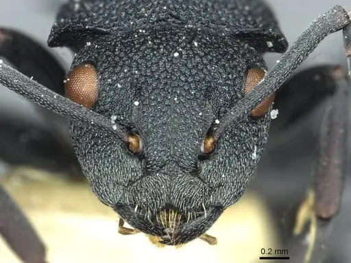 Polyrhachis cryptoceroides - CASENT0912091