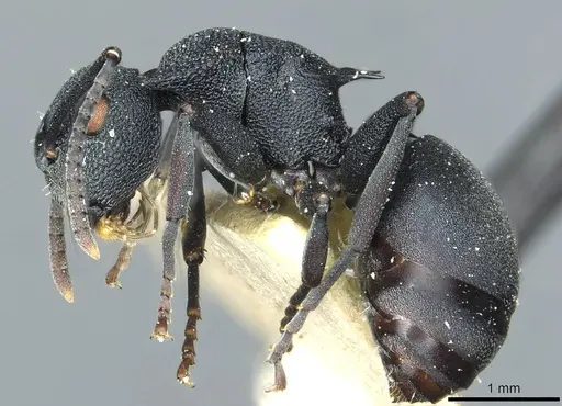 Polyrhachis cryptoceroides - CASENT0912091