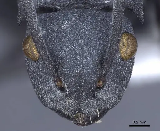 Polyrhachis cryptoceroides - CASENT0916772