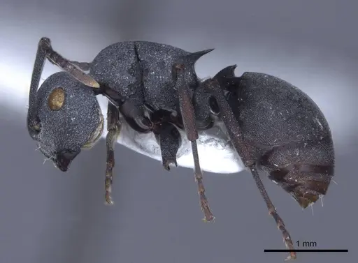 Polyrhachis cryptoceroides - CASENT0916772