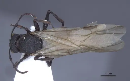 Polyrhachis cryptoceroides - CASENT0916773