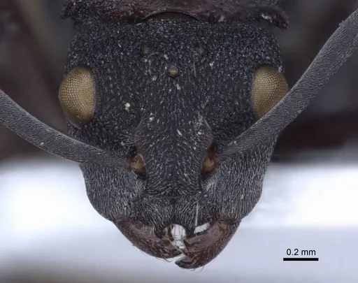 Polyrhachis cryptoceroides - CASENT0916773