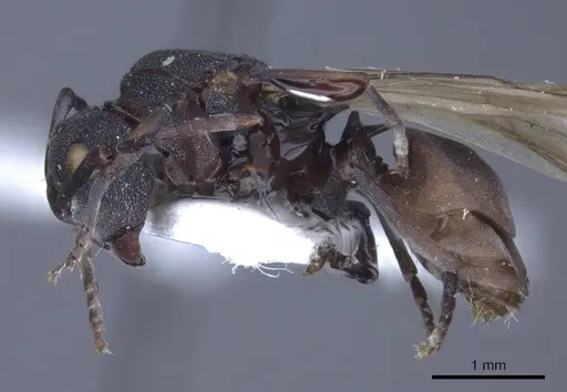 Polyrhachis cryptoceroides - CASENT0916773