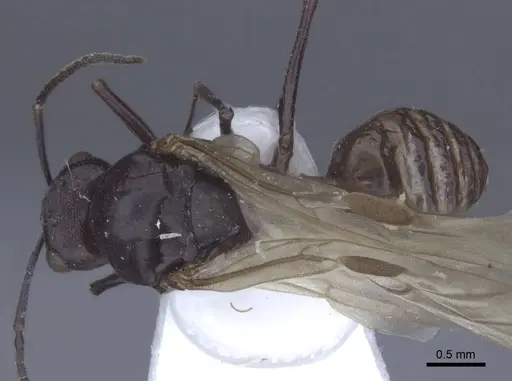 Polyrhachis cryptoceroides - CASENT0916774