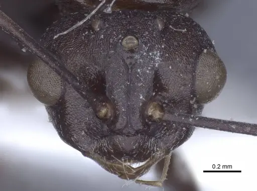 Polyrhachis cryptoceroides - CASENT0916774