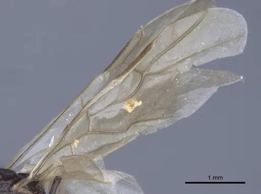 Polyrhachis cryptoceroides - CASENT0916774