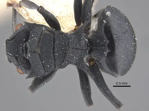 Polyrhachis cryptoceroides - CASENT0917280