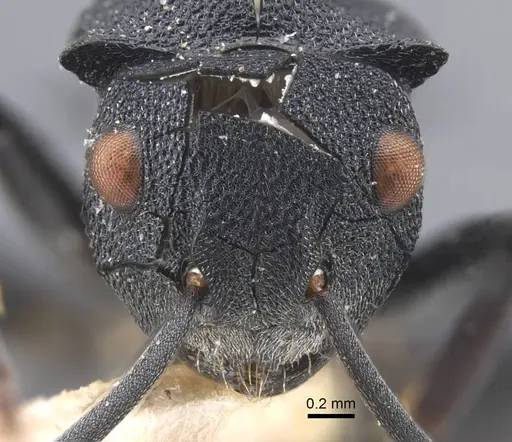 Polyrhachis cryptoceroides - CASENT0917280