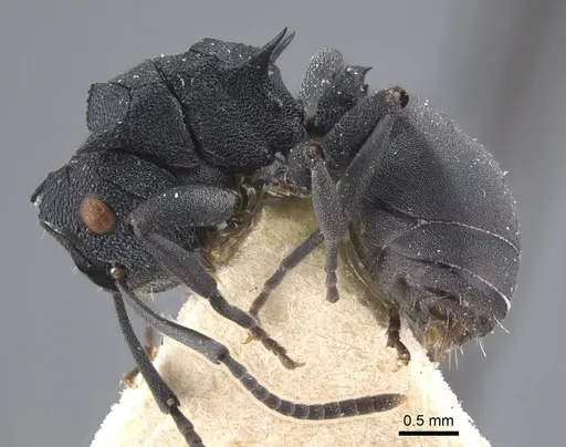 Polyrhachis cryptoceroides - CASENT0917280
