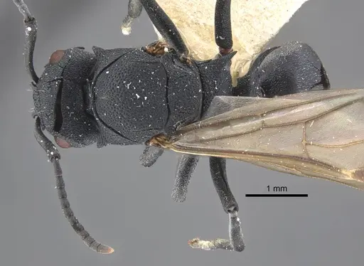 Polyrhachis cryptoceroides - CASENT0917281
