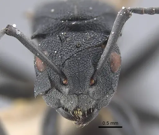 Polyrhachis cryptoceroides - CASENT0917281