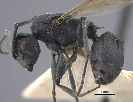 Polyrhachis cryptoceroides - CASENT0917281