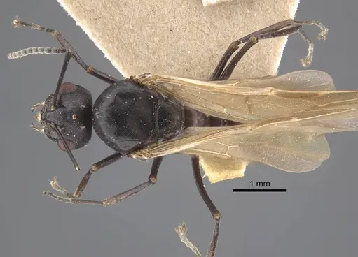 Polyrhachis cryptoceroides - CASENT0917282
