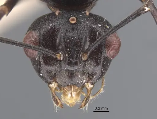 Polyrhachis cryptoceroides - CASENT0917282