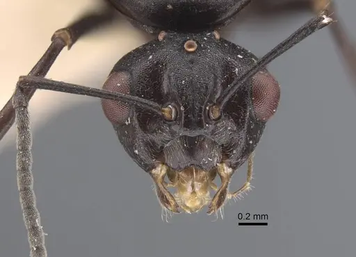 Polyrhachis cryptoceroides - CASENT0917282