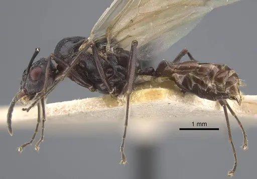 Polyrhachis cryptoceroides - CASENT0917282