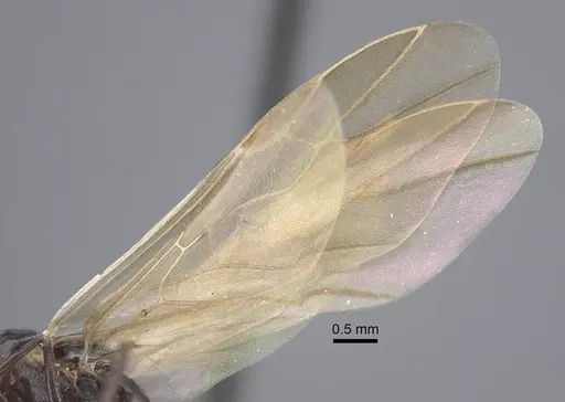 Polyrhachis cryptoceroides - CASENT0917282