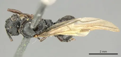 Polyrhachis cubaensis specimen