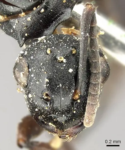 Polyrhachis cubaensis specimen