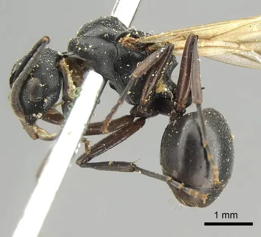 Polyrhachis cubaensis specimen