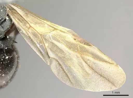 Polyrhachis cubaensis - CASENT0915810