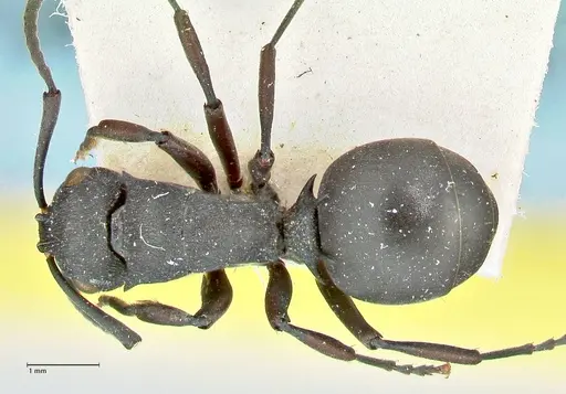 Polyrhachis cubaensis - FOCOL2584