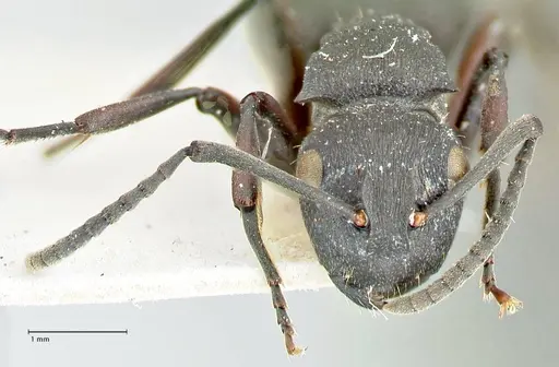 Polyrhachis cubaensis - FOCOL2584