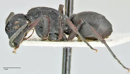 Polyrhachis cubaensis - FOCOL2584