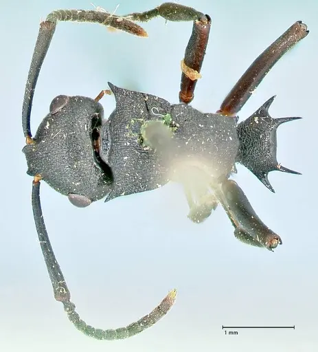 Polyrhachis cubaensis - FOCOL2585