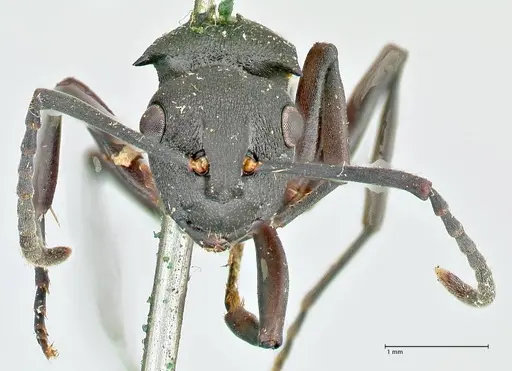 Polyrhachis cubaensis - FOCOL2585
