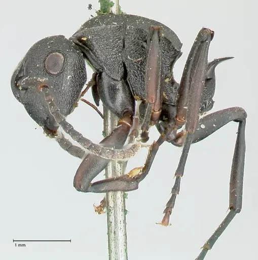 Polyrhachis cubaensis - FOCOL2585