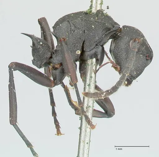Polyrhachis cubaensis - FOCOL2585