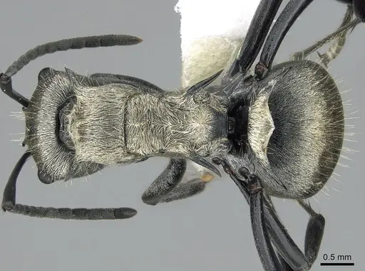 Polyrhachis cupreata specimen