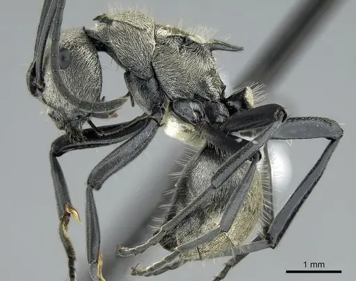Polyrhachis cupreata specimen