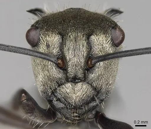 Polyrhachis cupreata - CASENT0281420